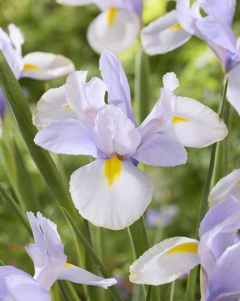 Iris Hollandica 'Silver Sky'
